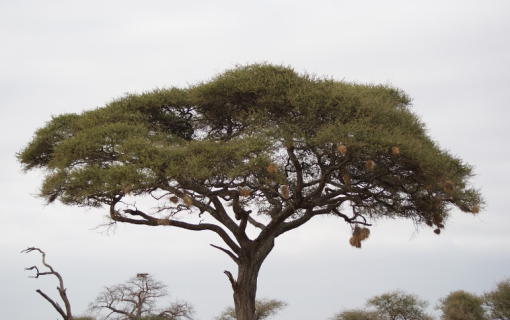The Iconic Acacia Tree: Symbol of the African Savannah – Luxury Tanzania Safaris with ATA