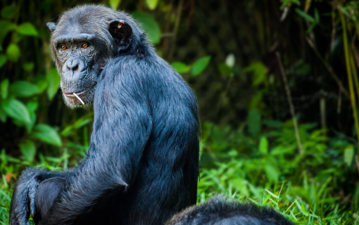 The Magic of Chimp Trekking – Luxury Tanzania Safaris