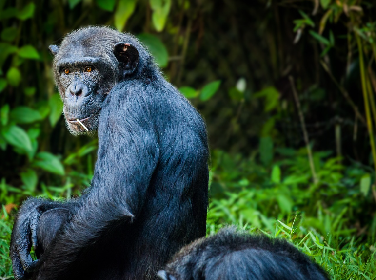 The Magic of Chimp Trekking – Luxury Tanzania Safaris