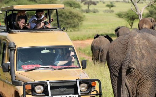 Land the Perfect Shot on a Tanzanian Photo Safari – Luxury Tanzania Safaris