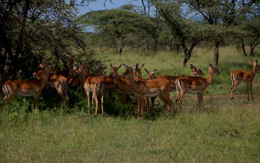 Exploring Tanzania’s Antelope Species – Luxury Tanzania Safaris