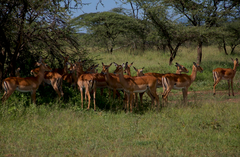 Exploring Tanzania’s Antelope Species – Luxury Tanzania Safaris