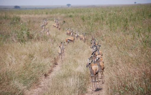 Meet The Antelopes In Serengeti – Tanzania Safari Travel Blog