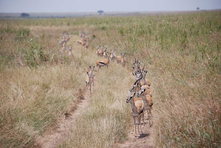 Meet The Antelopes In Serengeti – Tanzania Safari Travel Blog