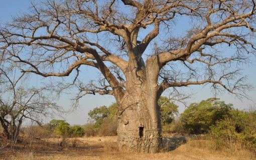 Common Trees During The Safari in Tanzania – Tanzania Safari Travel Blog