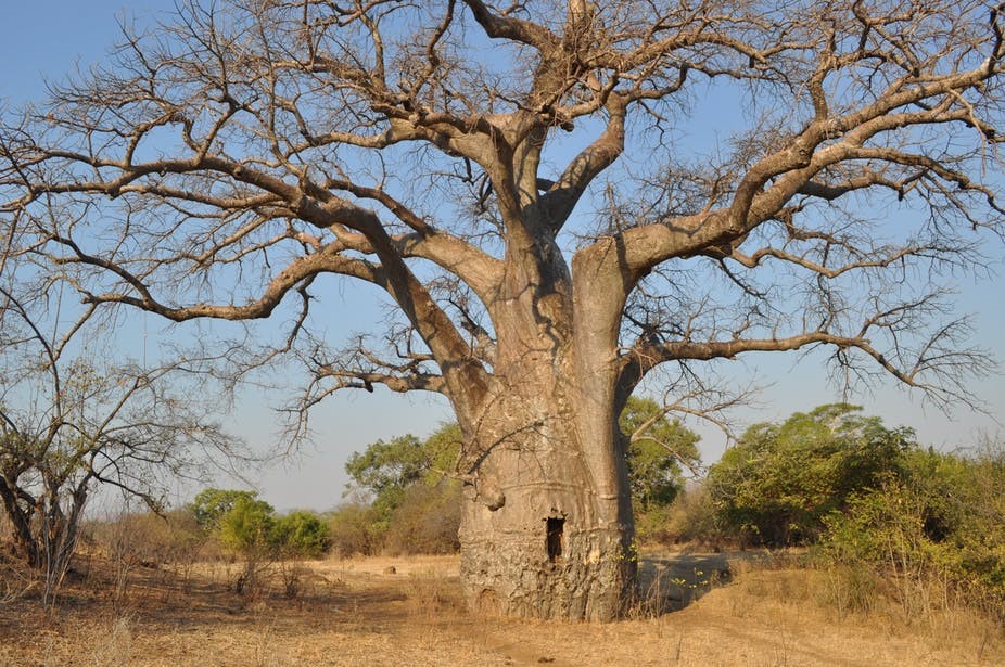 Common Trees During The Safari in Tanzania – Tanzania Safari Travel Blog