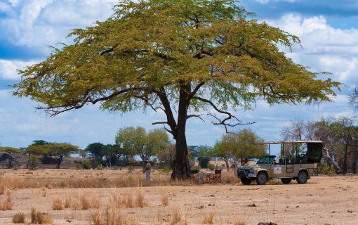 Planning a Solo Safari in Tanzania: Everything You Need to Know – Luxury Tanzania Safaris