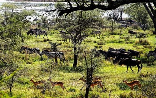 Engaging Children in Nature: Learning Opportunities on Safari – Luxury Tanzania Safaris