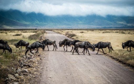 What Makes a Tanzania Safari Worth More Than Just Money – Luxury Tanzania Safaris