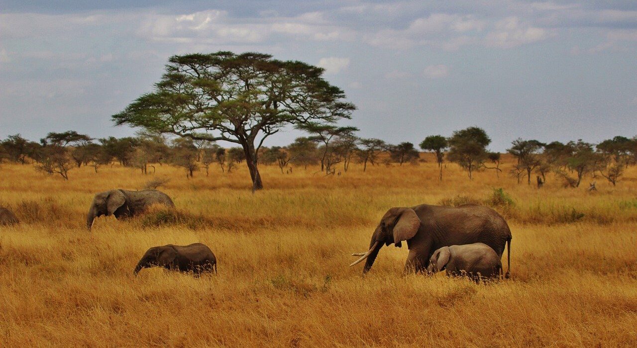 Tailored Tanzania Expeditions: Unforgettable Safaris for Seniors – Luxury Tanzania Safaris