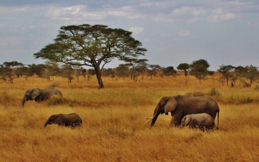 Tailored Tanzania Expeditions: Unforgettable Safaris for Seniors – Luxury Tanzania Safaris