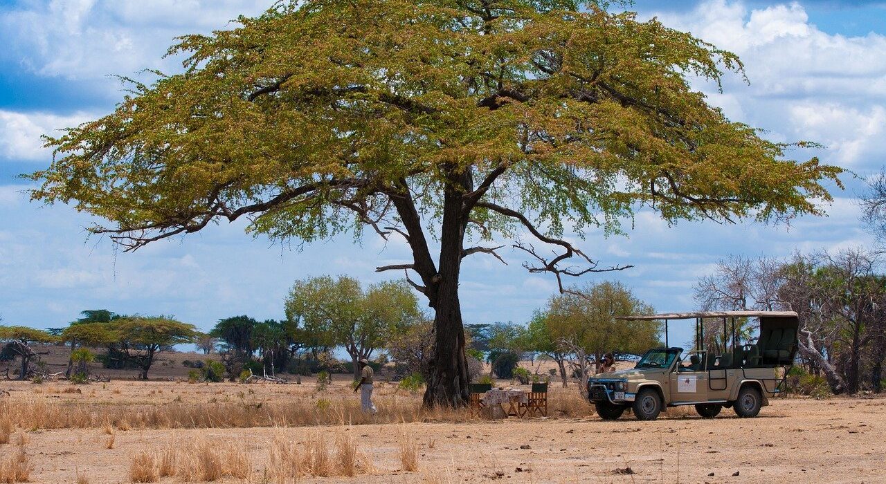 Planning a Solo Safari in Tanzania: Everything You Need to Know – Luxury Tanzania Safaris