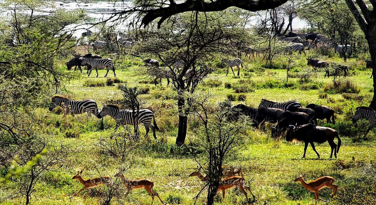 Engaging Children in Nature: Learning Opportunities on Safari – Luxury Tanzania Safaris