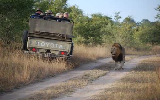 Do’s and Don’ts for Responsible Wildlife Viewing – Safari Etiquette Guide – Luxury Tanzania Safaris