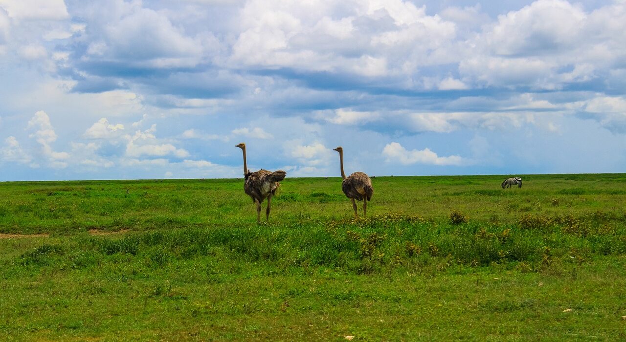 The Complete Guide to Birdwatching in Tanzania – Luxury Tanzania Safaris