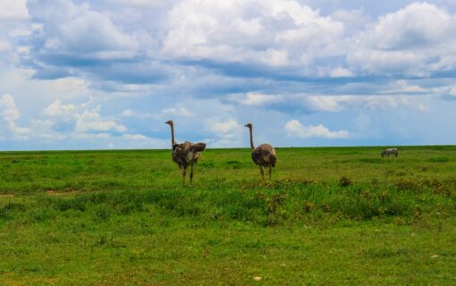 The Complete Guide to Birdwatching in Tanzania – Luxury Tanzania Safaris