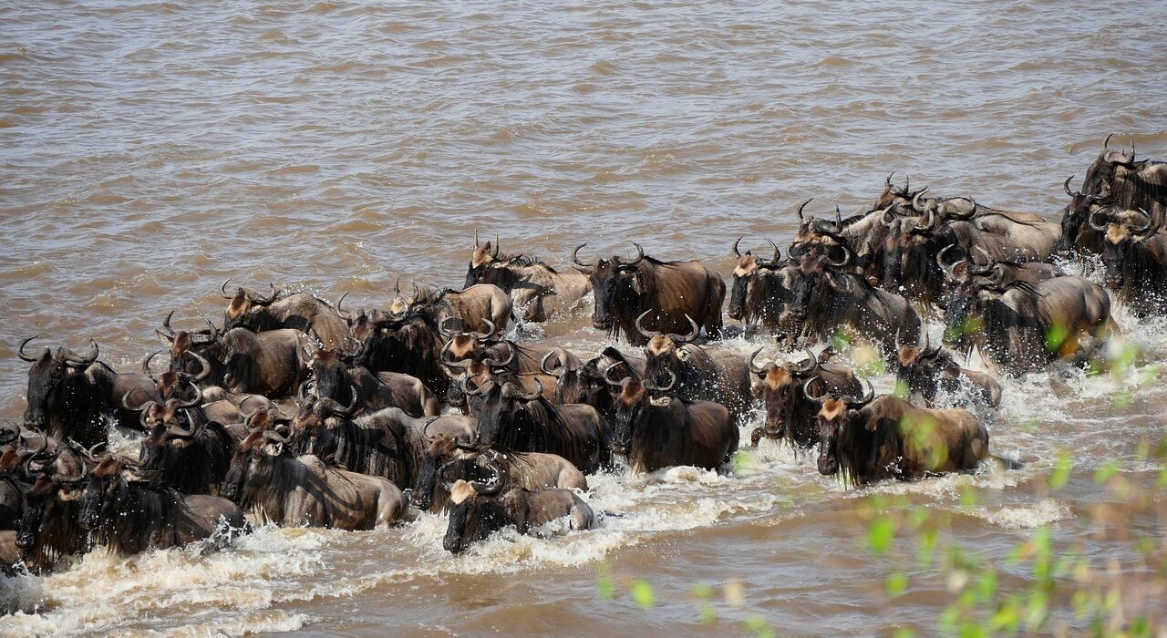 Following the Great Wildebeest Migration in Tanzania