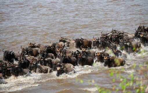 Following the Great Wildebeest Migration in Tanzania