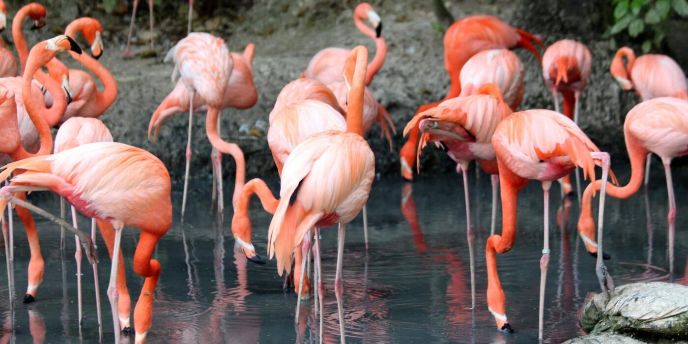 Spotting Flamingos in Tanzania: Best Viewing Tips