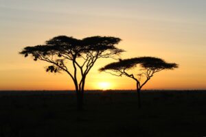 Serengeti Tree