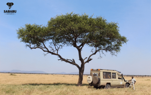 Swahili Language Tips for Travelers Exploring Tanzania