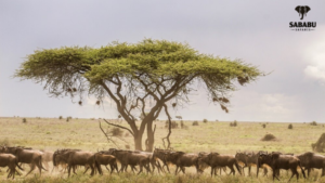 Kenya Vs Tanzania Safari 1024x576