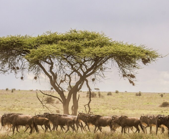 Kenya Vs Tanzania Safari 1024x576