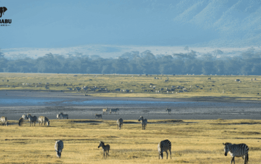 Discovering the Magic of Ndutu Serengeti: A Hidden Gem for Safari Lovers