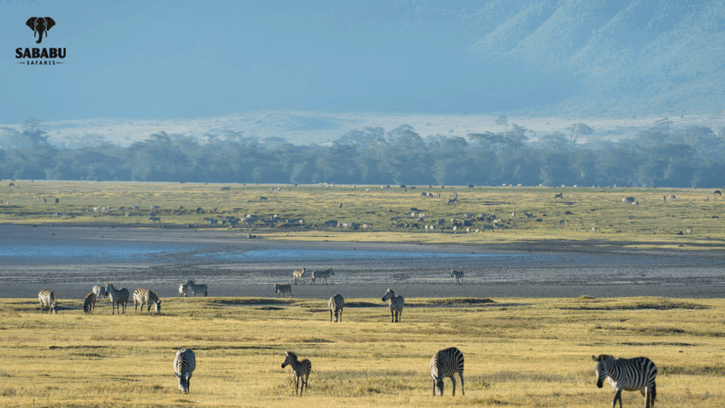 A Hidden Gem for Safari Lovers